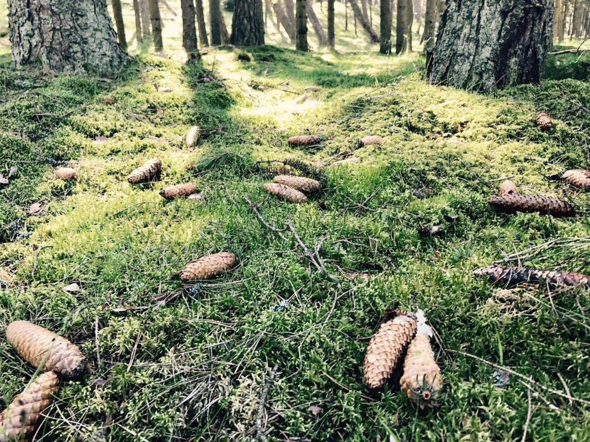 Apartments Isle Of Pinecones Нида Экстерьер фото